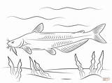 Catfish Coloring Pages Eyes Drawing Eye Beuatiful Sketch Color Bluegill  sketch template