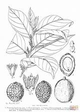 African walnut coloring Page  Free Printable Coloring Pages sketch template