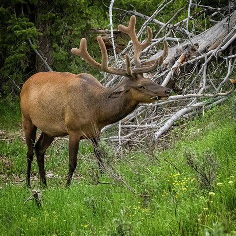 Elk with Velvet Antlers Photograph by Belinda Greb | Fine Art America