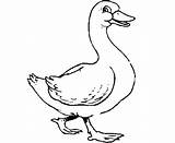 Duck Coloring Pages  Best For Kids sketch template