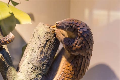 Tree Pangolin / Manis triscuspis - Creative Commons Bilder