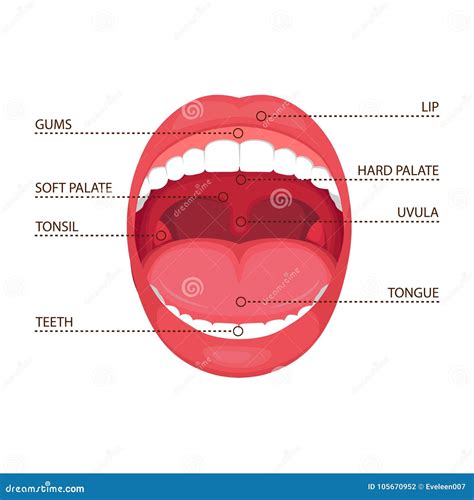 Anatomy Mouth Stock Photography | CartoonDealer.com #27186362