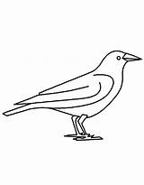 Crow Coloring Pages Free Printable PDF sketch template