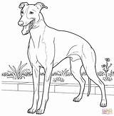 Italian Greyhound coloring Page  Free Printable Coloring Pages sketch template
