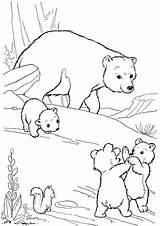 Free & Easy To Print Bear Coloring Pages  Tulamama sketch template