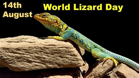 World Lizard Day - 14 August. ~ CURRENT AFFAIRS (CA) DAILY UPDATES