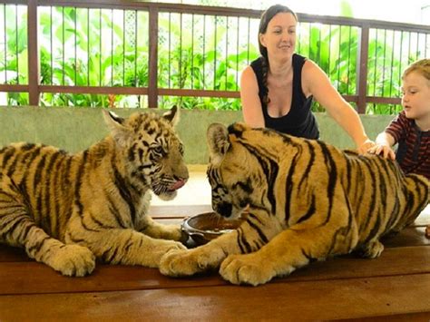 Tiger Kingdom Tour Phuket Nature & Wildlife Areas • Zoos