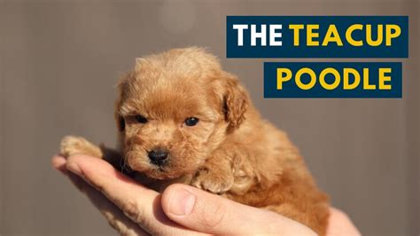 Are Teacup Poodles Yappy - Pets Lovers