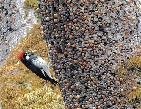 The acorn woodpecker constantly makes "holes" in a dead tree stump during the summer and fills ...