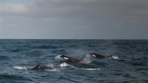 Killer Whales Hunting On The Ocean by Rainer Schimpf