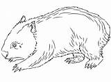 Dingo And Wombat In A Pot Coloring Page Stew W  Vrogueco sketch template