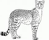 Free Printable Cheetah Coloring Pages For Kids sketch template