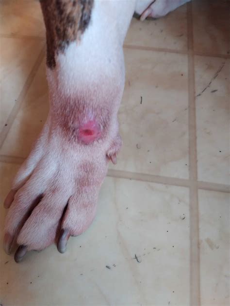 My dog hurt her leg, has bruising and an open wound. Don't know if it's ...