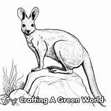 Wallaby Coloring Pages  Free & Printable sketch template