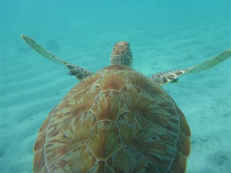 Turtle Sea Caribbean · Free photo on Pixabay