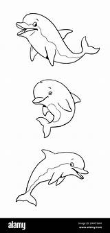 Set With Three Funny dolphins To color In Template For A coloring Book  sketch template
