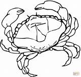 Crab coloring Page  Free Printable Coloring Pages sketch template