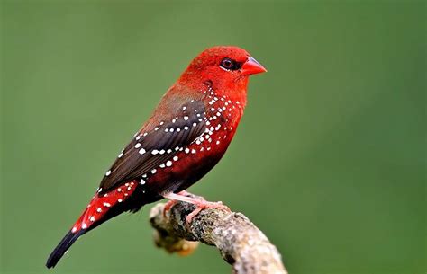 ȶʝ - justice for MMIWG on Twitter: "And strawberry finches!… " | Pretty birds, Colorful birds, Bird