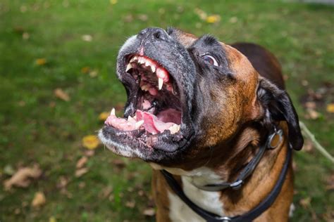 Boxer Dog Teeth: Everything You've Ever Wanted To Know - A-Z Animals