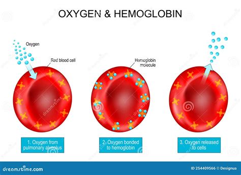 Oxygen And Hemoglobin. Red Blood Cells With Hemoglobin Molecule Vector Illustration ...