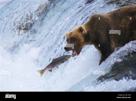 Brown Bear fishing for salmon Stock Photo - Alamy