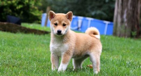 Shiba Inu Adoption