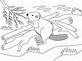 Beaver coloring Page  Free Printable Coloring Pages sketch template