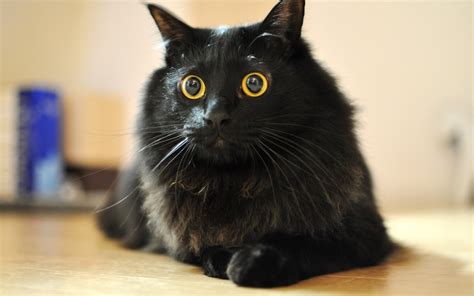 Wide Eyed Cat - MyConfinedSpace