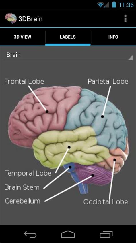 3D Brain - Android Apps on Google Play