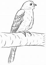 Oiseaux Coloriage Coucou Koekoek Vogel Disegno Uccello Colorare Oiseau  sketch template