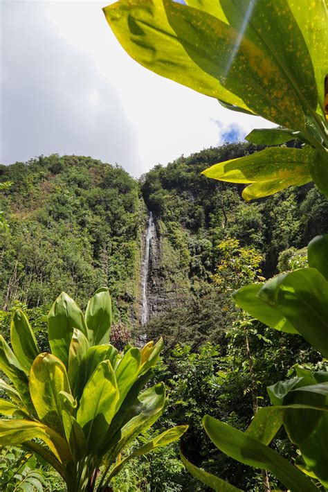 Pipiwai Trail Maui: Bamboo Forest Hike to a 400 Foot Waterfall!