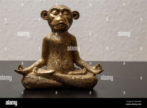 A gold colored meditating monkey statue sitting on a black surface, the background of the ...