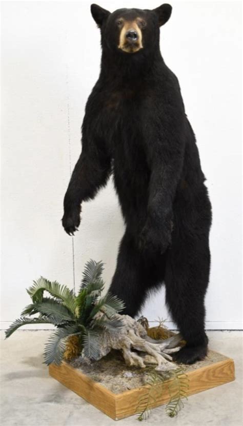 Black Bear Full Body Display Mount