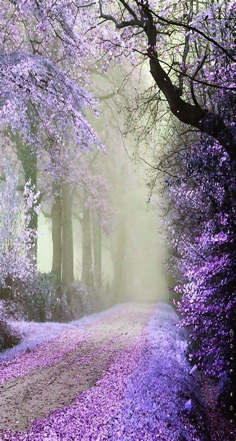 Violet Road Amazing Nature, Beautiful Forest, Beautiful Morning, Stunningly Beautiful, Pretty ...