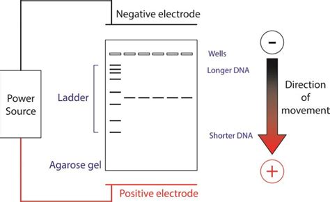 Electrophoresis Graph