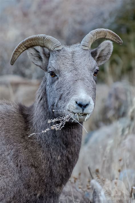 Wild Colorado - Fascination Wildlife