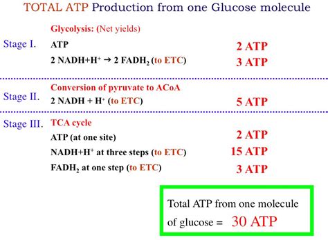 how much atp does glycolysis produce