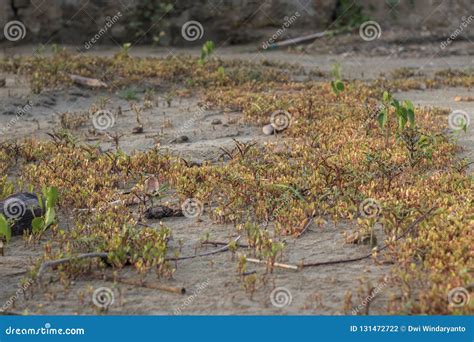 Sprout tree stock photo. Image of garden, farm, foliage - 131472722