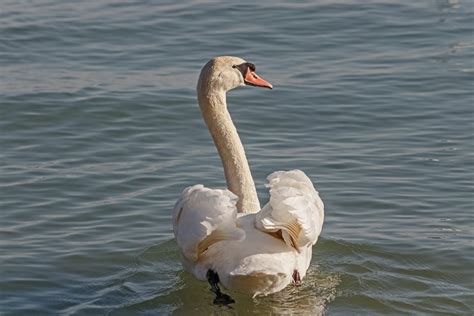 White Swan on Lake Water · Free Stock Photo