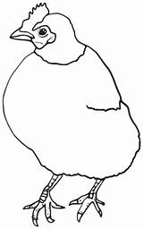 Chicken Chook Coloring Pages sketch template