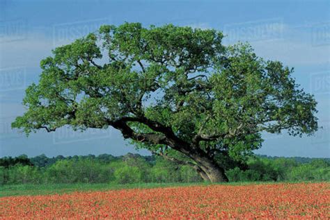 USA, Texas Hill Country. Live oak tree among Texas Paintbrush - Stock Photo - Dissolve