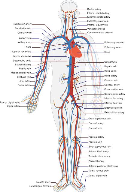 Anatomy Of Vascular System