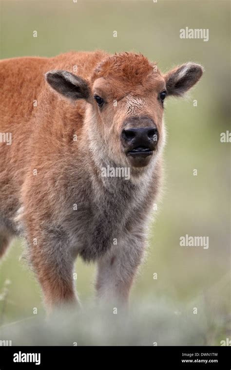 Bison (Bison bison) calf, Yellowstone National Park, Wyoming, United ...