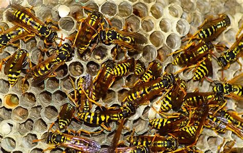 Hornet & Wasp Identification | A Guide To Hornet & Wasp Control