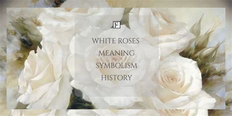 White Rose Meaning Language Of Flowers | Best Flower Site