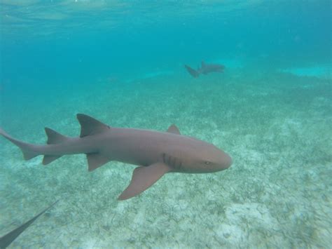 Nurse Shark (Ginglymostoma cirratum) from Caribbean Sea on January 07, 2020 at 11:41 AM by ...