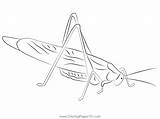 Katydid Green See Coloring Page For Kids  Free Crickets Printable sketch template
