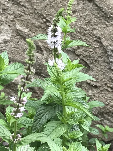 Wild mint? Any thoughts on using the plant or flowers for mead? : mead