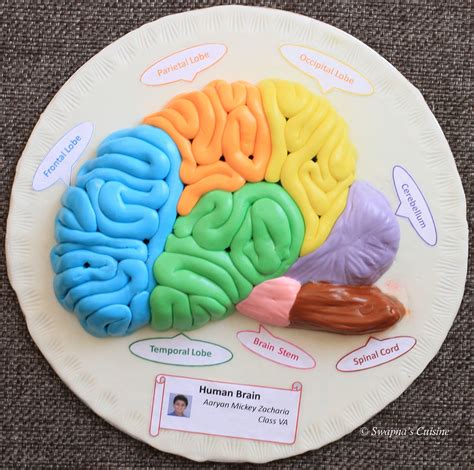 Model of Human Brain with Fondant | Brain models, Human body projects, Human brain