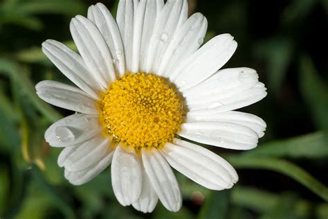 Chamomile | Chamomile is a name for a family of daisy-like p… | Flickr